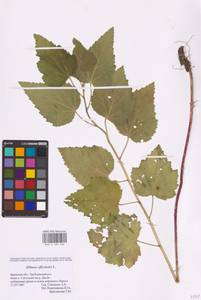 Althaea officinalis L., Eastern Europe, Western region (E3) (Russia)