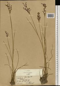 Juncus alpinoarticulatus Chaix, Eastern Europe, Moscow region (E4a) (Russia)