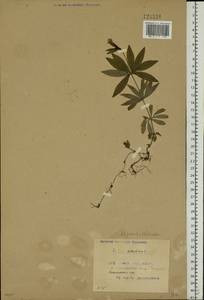 Galium odoratum (L.) Scop., Eastern Europe, Belarus (E3a) (Belarus)