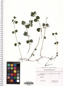 Glechoma hederacea L., Eastern Europe, Middle Volga region (E8) (Russia)