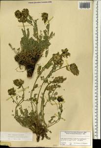 Astragalus nivalis Kar. & Kir., South Asia, South Asia (Asia outside ex-Soviet states and Mongolia) (ASIA) (India)