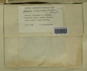 Meesia triquetra (L. ex Jolycl.) Ångstr., Bryophytes, Bryophytes - Chukotka & Kamchatka (B21) (Russia)
