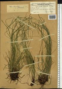 Carex lanceolata var. subpediformis Kük., Siberia, Russian Far East (S6) (Russia)