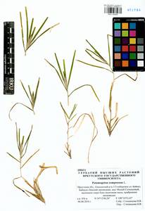 Potamogeton compressus L., Siberia, Baikal & Transbaikal region (S4) (Russia)