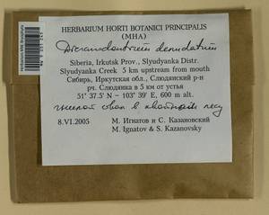 Dicranodontium denudatum (Brid.) E. Britton, Bryophytes, Bryophytes - Baikal & Transbaikal regions (B18) (Russia)