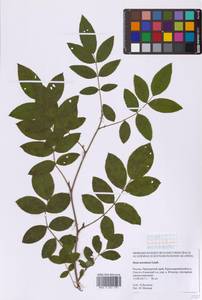 Rosa acicularis Lindl., Siberia, Russian Far East (S6) (Russia)