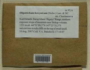 Oligotrichum hercynicum (Hedw.) DC., Bryophytes, Bryophytes - Russian Far East (excl. Chukotka & Kamchatka) (B20) (Russia)