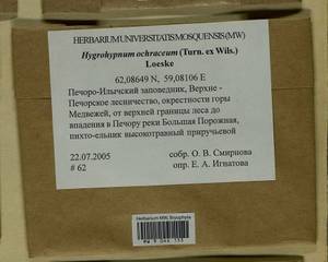 Hygrohypnella ochracea (Turner ex Wilson) Ignatov & Ignatova, Bryophytes, Bryophytes - European North East (B7) (Russia)