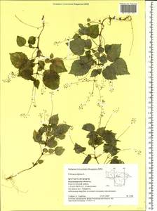 Circaea alpina L., Eastern Europe, Central region (E4) (Russia)