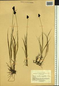 Carex melanocephala Turcz., Siberia, Altai & Sayany Mountains (S2) (Russia)