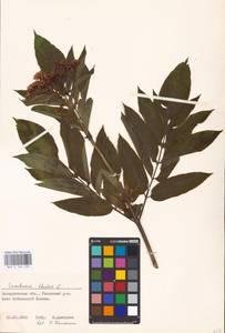 Sambucus ebulus L., Eastern Europe, West Ukrainian region (E13) (Ukraine)