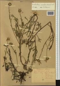 Chrysanthemum zawadskii subsp. zawadskii, Siberia, Altai & Sayany Mountains (S2) (Russia)