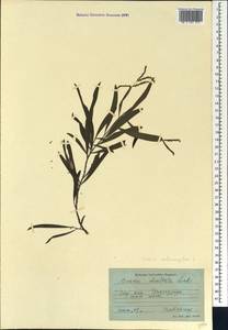 Acacia melanoxylon R.Br., Caucasus, Georgia (K4) (Georgia)