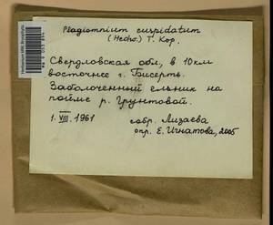 Plagiomnium cuspidatum (Hedw.) T.J. Kop., Bryophytes, Bryophytes - Permsky Krai, Udmurt Republic, Sverdlovsk & Kirov Oblasts (B8) (Russia)