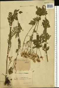 Tanacetum corymbosum subsp. corymbosum, Eastern Europe, South Ukrainian region (E12) (Ukraine)