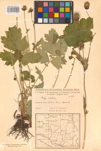 Geum rivale L., Eastern Europe, Eastern region (E10) (Russia)