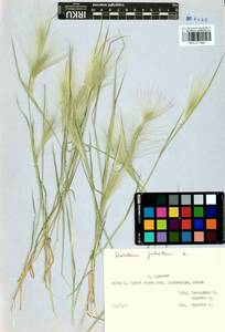 Hordeum jubatum L., Siberia, Baikal & Transbaikal region (S4) (Russia)