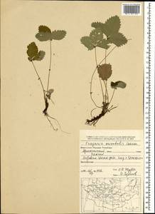 Fragaria orientalis Losinsk., Mongolia (MONG) (Mongolia)