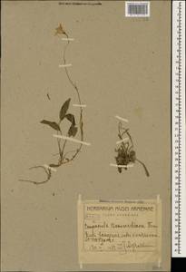 Campanula stevenii subsp. beauverdiana (Fomin) Rech.fil. & Schiman-Czeika, Caucasus, Armenia (K5) (Armenia)