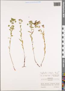 Euphorbia microcarpa (Prokh.) Krylov, Eastern Europe, Middle Volga region (E8) (Russia)