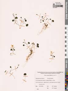 Viola crassa (Makino) Makino, Siberia, Chukotka & Kamchatka (S7) (Russia)