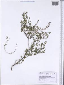 Euphorbia hyssopifolia L., America (AMER) (Grenada)
