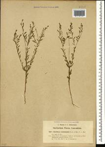 Diarthron vesiculosum (Fisch. & C. A. Mey.) C. A. Mey., Caucasus, Turkish Caucasus (NE Turkey) (K7) (Turkey)