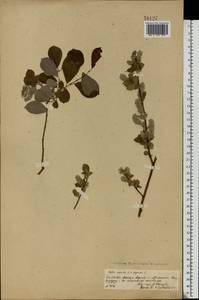 Salix aurita × livida, Eastern Europe, Central region (E4) (Russia)