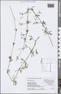 Galium aparine L., Eastern Europe, Central region (E4) (Russia)
