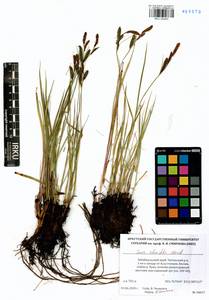 Carex schmidtii Meinsh., Siberia, Baikal & Transbaikal region (S4) (Russia)