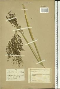 Glyceria maxima (Hartm.) Holmb., Siberia, Altai & Sayany Mountains (S2) (Russia)