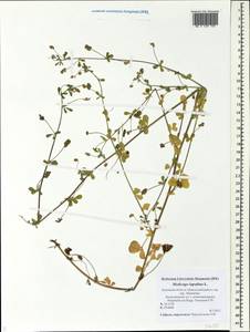 Medicago lupulina L., Eastern Europe, North-Western region (E2) (Russia)