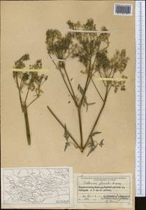 Anthriscus glacialis Lipsky, Middle Asia, Pamir & Pamiro-Alai (M2) (Tajikistan)