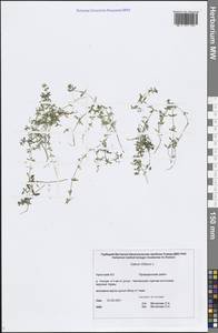 Galium trifidum L., Siberia, Chukotka & Kamchatka (S7) (Russia)