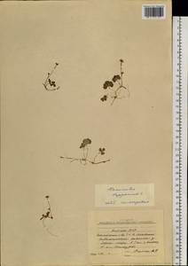 Coptidium lapponicum (L.) Á. Löve & D. Löve, Siberia, Yakutia (S5) (Russia)
