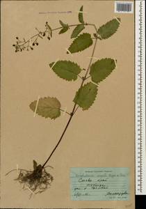 Scrophularia scopolii Hoppe, Caucasus, Stavropol Krai, Karachay-Cherkessia & Kabardino-Balkaria (K1b) (Russia)