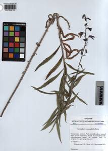 KUZ 004 790, Adenophora gmelinii subsp. gmelinii, Siberia, Altai & Sayany Mountains (S2) (Russia)