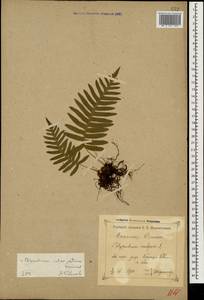 Polypodium interjectum Shivas, Caucasus, Krasnodar Krai & Adygea (K1a) (Russia)