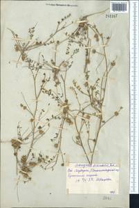 Astragalus filicaulis Kar. & Kir., Middle Asia, Syr-Darian deserts & Kyzylkum (M7) (Uzbekistan)