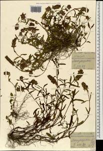 Prunella laciniata (L.) L., Caucasus, Georgia (K4) (Georgia)