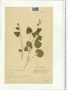 Alliaria petiolata (M.Bieb.) Cavara & Grande, Eastern Europe, North-Western region (E2) (Russia)