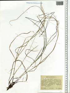 Carex globularis L., Siberia, Russian Far East (S6) (Russia)