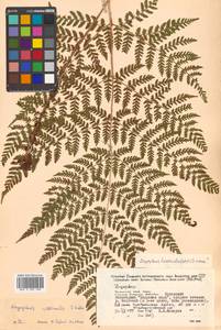 Dryopteris dilatata subsp. dilatata, Siberia, Russian Far East (S6) (Russia)