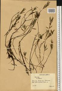 Andromeda polifolia L., Eastern Europe, Northern region (E1) (Russia)