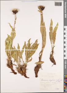 Saussurea krylovii Schischk. & Serg., Siberia, Altai & Sayany Mountains (S2) (Russia)