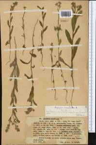 Lycopsis arvensis subsp. orientalis (L.) Kusn., Middle Asia, Western Tian Shan & Karatau (M3) (Kazakhstan)