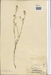Sisymbrium polymorphum (Murray) Roth, Middle Asia, Northern & Central Kazakhstan (M10) (Kazakhstan)