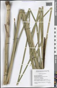 Typha angustifolia L., Eastern Europe, Central forest-and-steppe region (E6) (Russia)