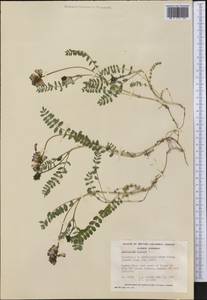 Astragalus alpinus, America (AMER) (Canada)