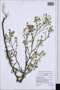 Symphyotrichum squamatum (Spreng.) G. L. Nesom, Western Europe (EUR) (Italy)